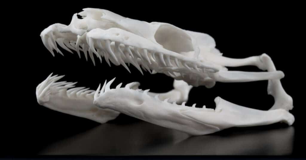 Snake Teeth - Snake Skull 