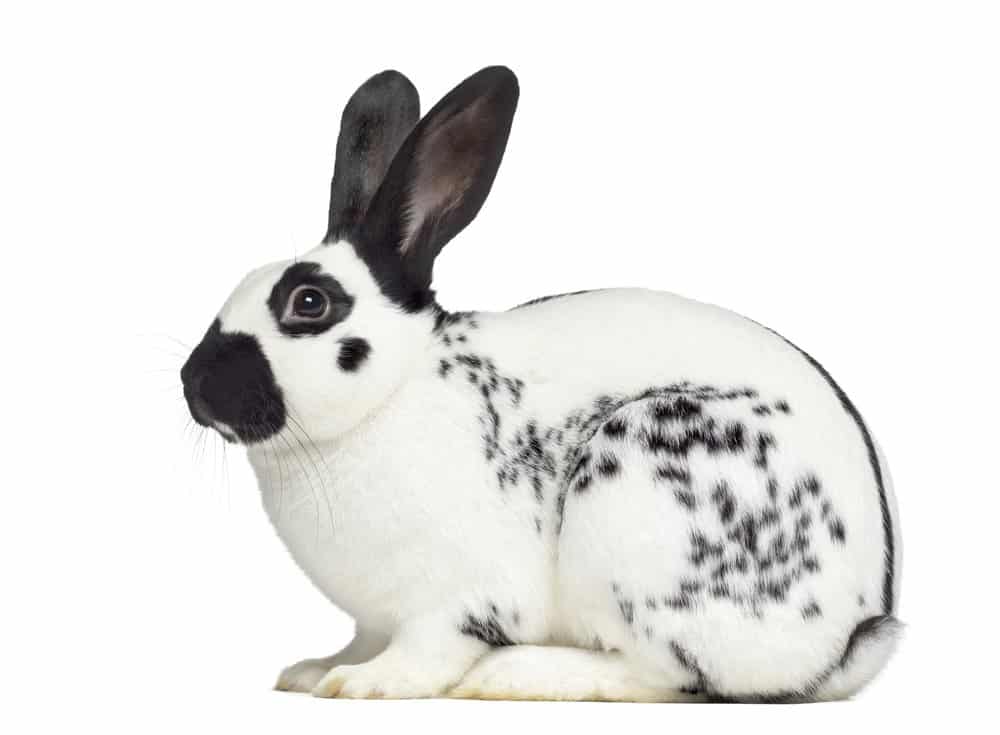 Image of an English Spot rabbit, showcasing its distinctive spotted coat and bright eyes.
