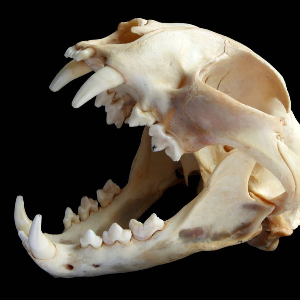 Bobcat Teeth: Everything You Need to Know - A-Z Animals