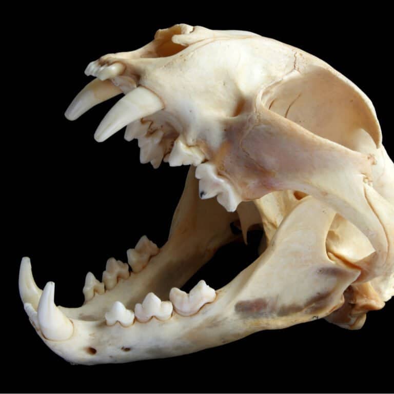 Bobcat Skull - Bobcat Teeth