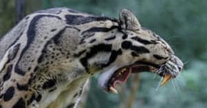 Clouded Leopard Teeth: Everything You Need To Know Picture