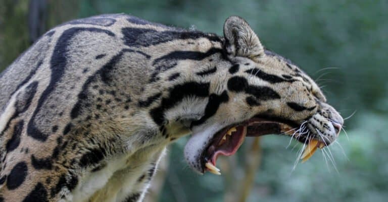 Clouded Leopard Teeth: Canines