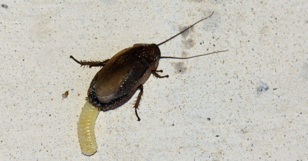 Cockroach Eggs and Egg Sacks - Female Cockroach