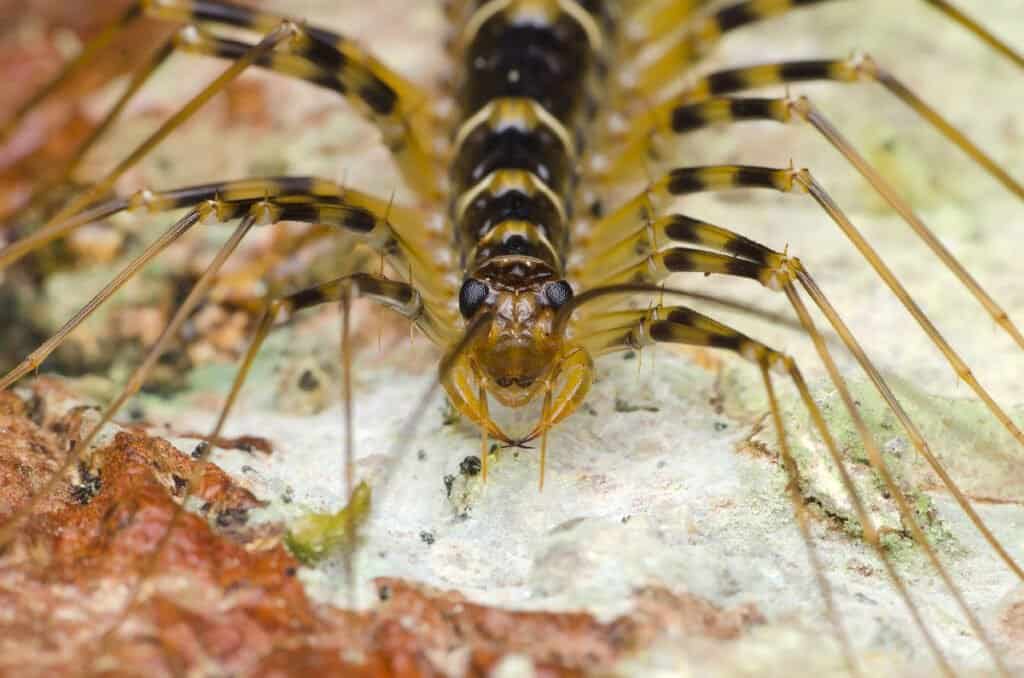Are centipedes poisonous or dangerous - House centipede