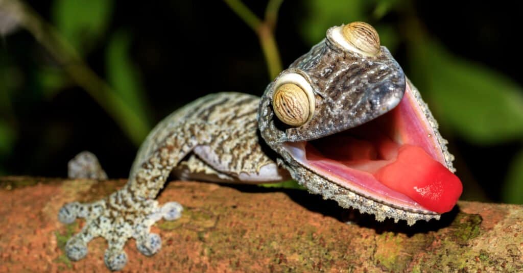 Lizard Tongue - Giant Leaf-Tail Geck