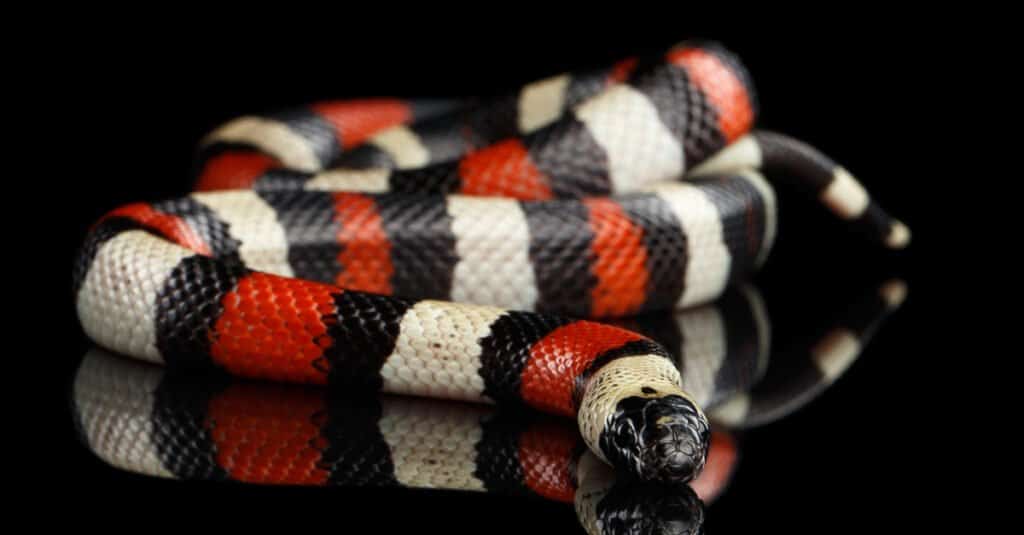 Milk snake vs copperhead