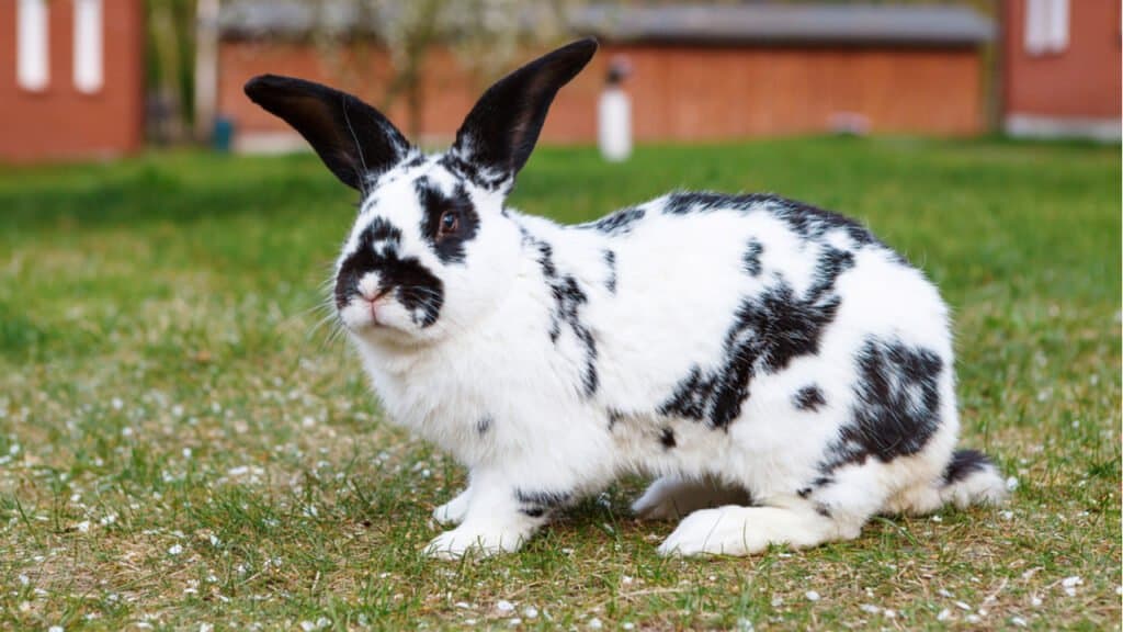 Checkered giant rabbit