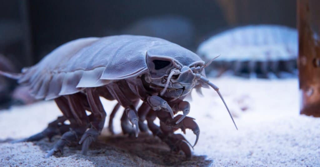 sinh vật biển sâu isopod khổng lồ