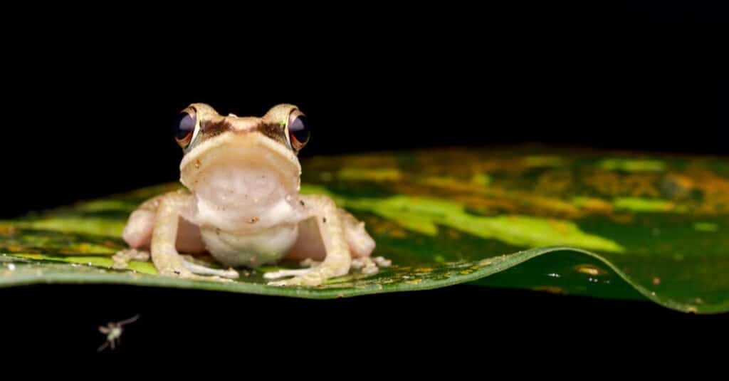 baby frog portrait