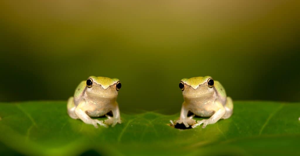 baby frog pair