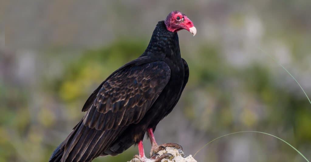Black Vulture vs Turkey Vulture - Turkey Vulture