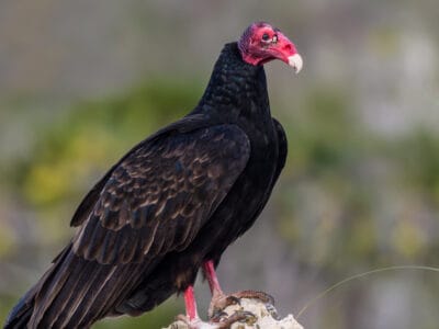 A Vulture Quiz: What Do You Know?