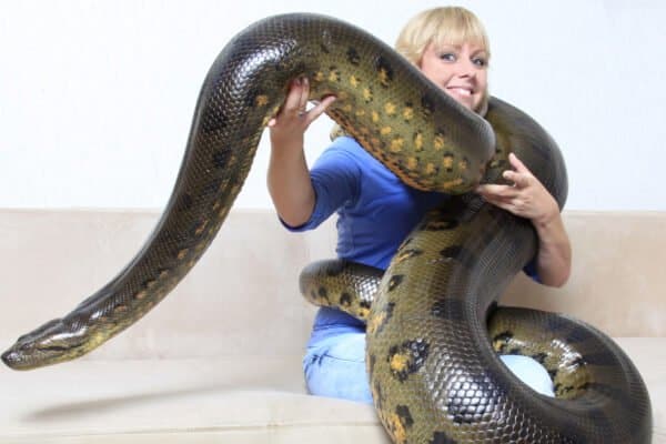 Green anacondas are the largest snakes in the world. 