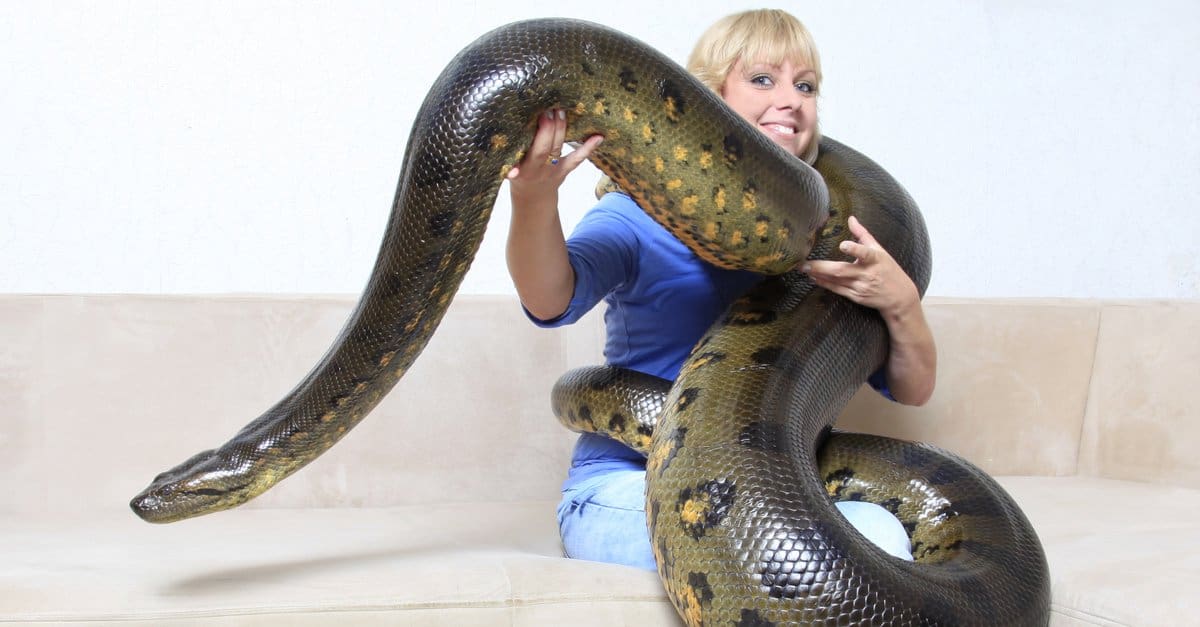 snake animal anaconda