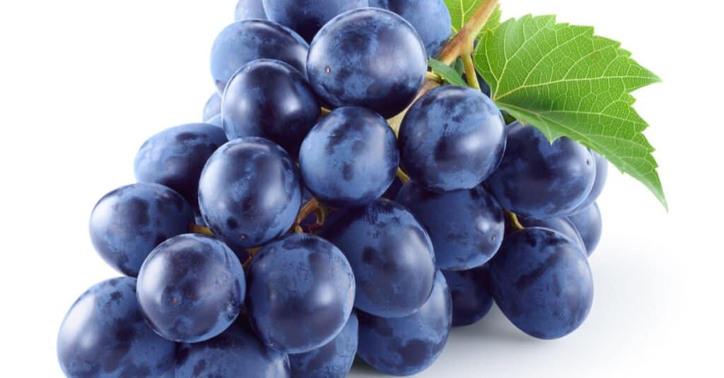 are wild grapes poisonous to dogs