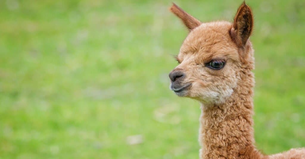 baby alpaca closeup