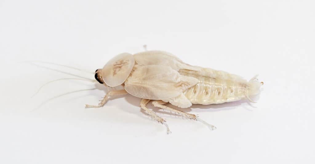 Albino Cockroach - Deaths head cockroach