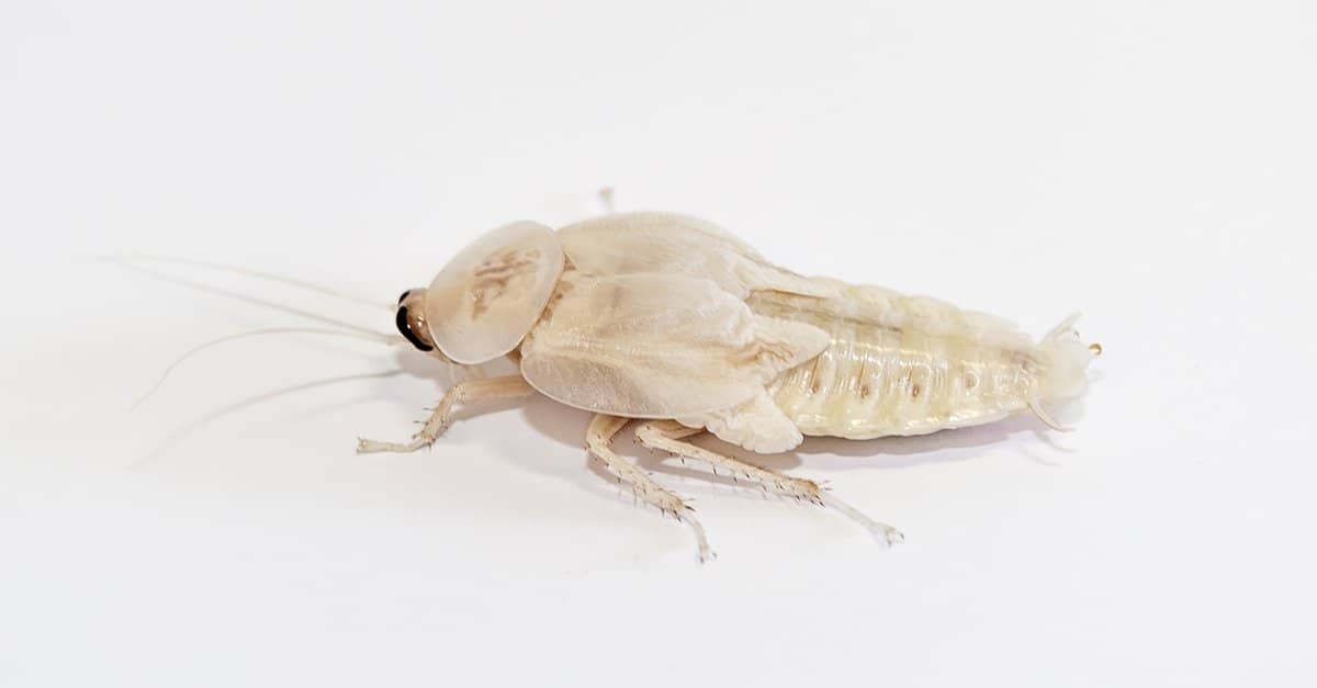 White or Albino Cockroach: Real Species or Something Else? - A-Z Animals