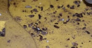 Poop Rati Rat Poop vs Mouse Poop: What’s the Difference? - A-Z Animals