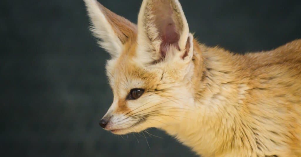 adorable baby fennec fox