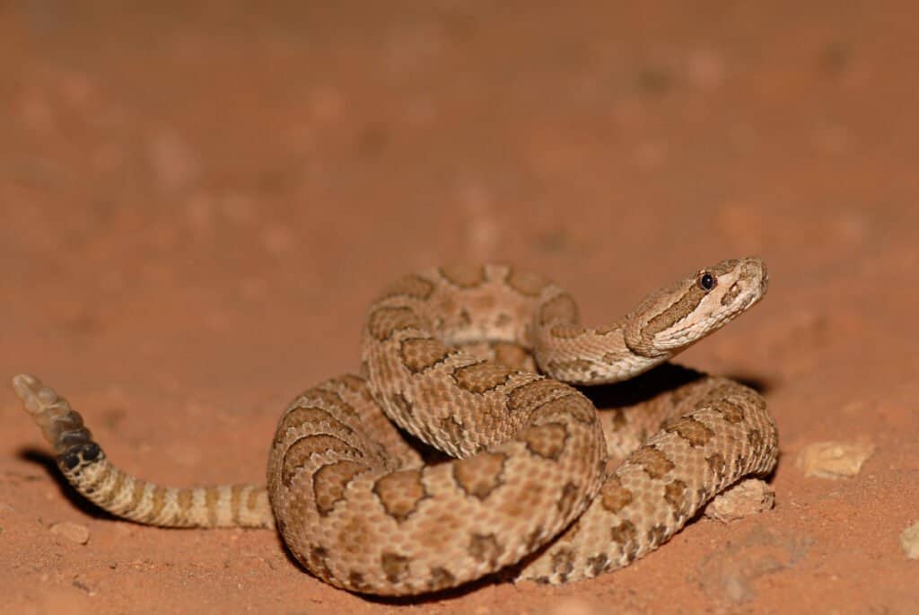 Discover the 7 Types of Rattlesnakes in Utah - A-Z Animals