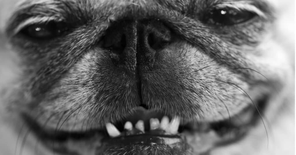 Pug Teeth - Close up of Pug teeth