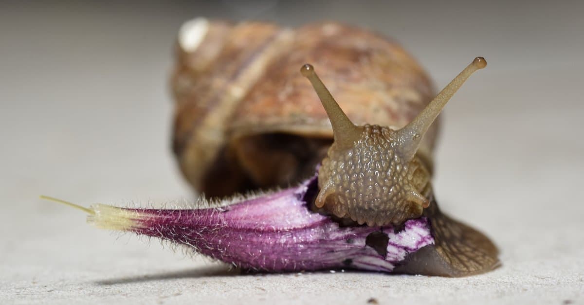Snail Teeth - Snail Eating