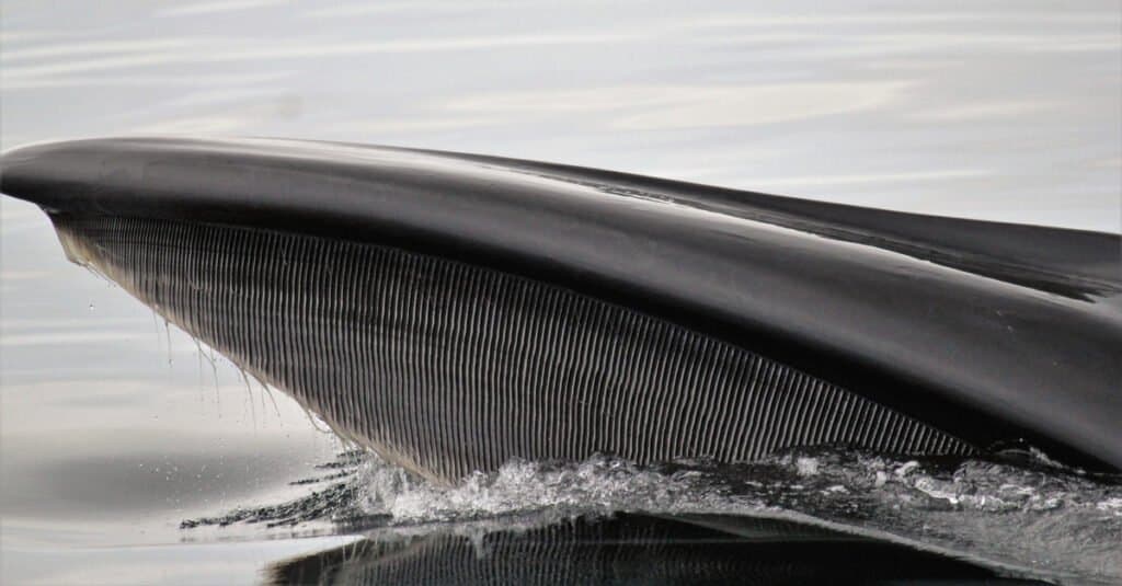 ฟันปลาวาฬสีน้ำเงิน - ภาพระยะใกล้ของแผ่นบาลีน
