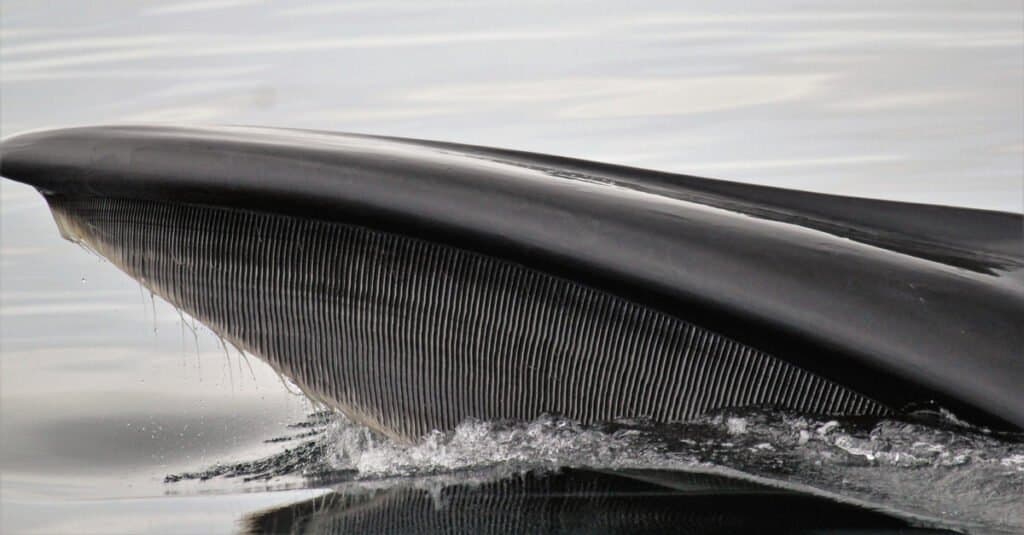 blue whale mouth