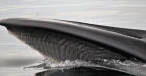 Blue Whale Teeth: Do Blue Whales Have Teeth? Picture