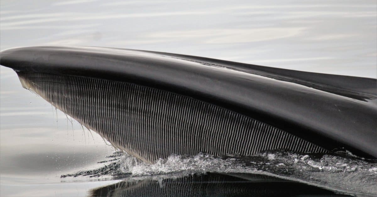 killer whale teeth size