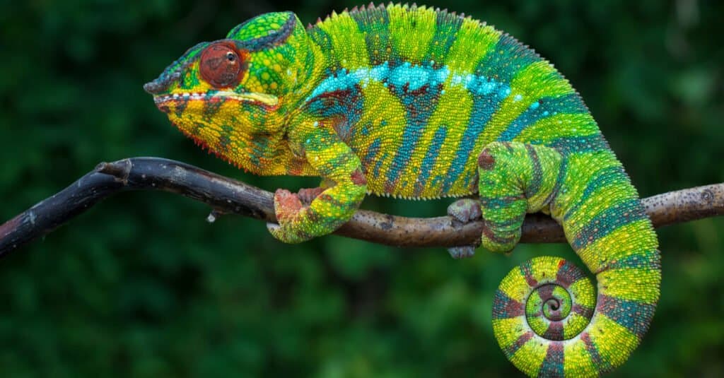 jacksons chameleon lizards with spikes