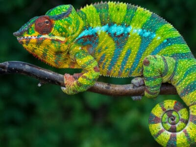 A Chameleon Quiz: Test What You Know