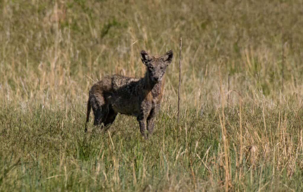 Coyote suffering from mange.