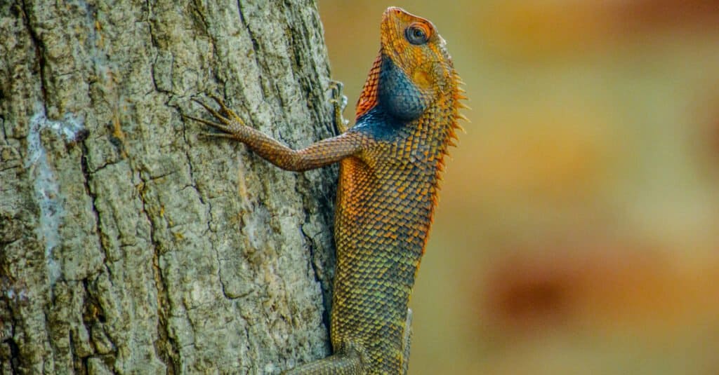 oriental garden lizard