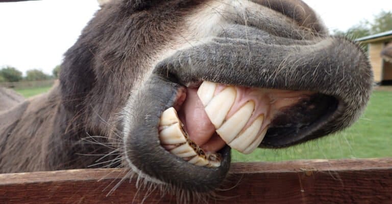 Donkey Teeth - Donkey incisors