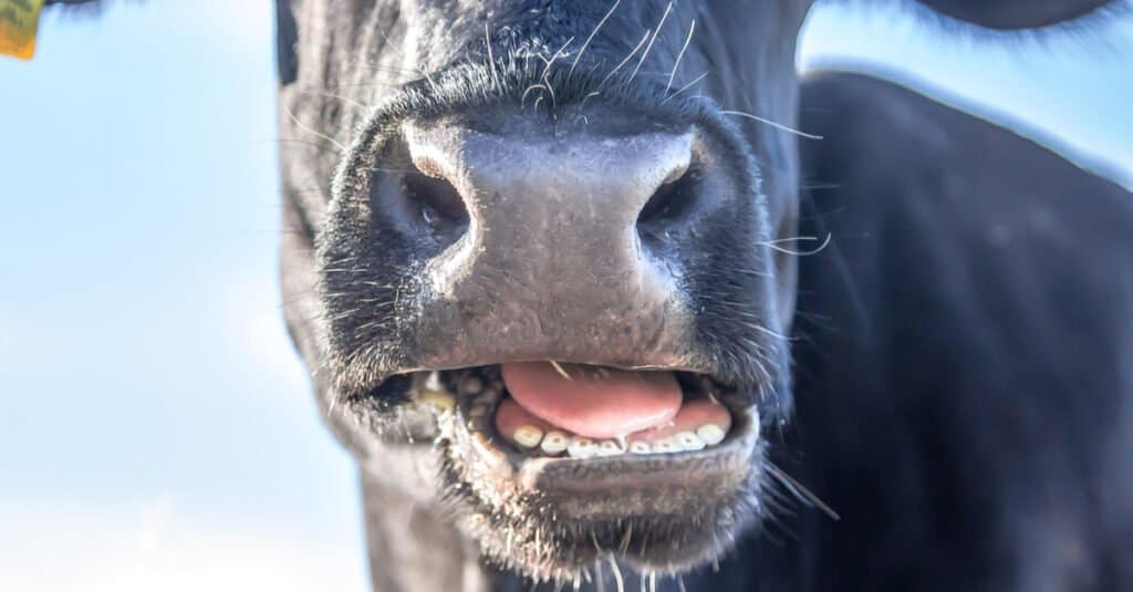 Does the cow have upper teeth = cow mouth