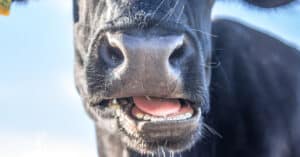Cow Teeth: Do Cows Have Upper Teeth? Picture