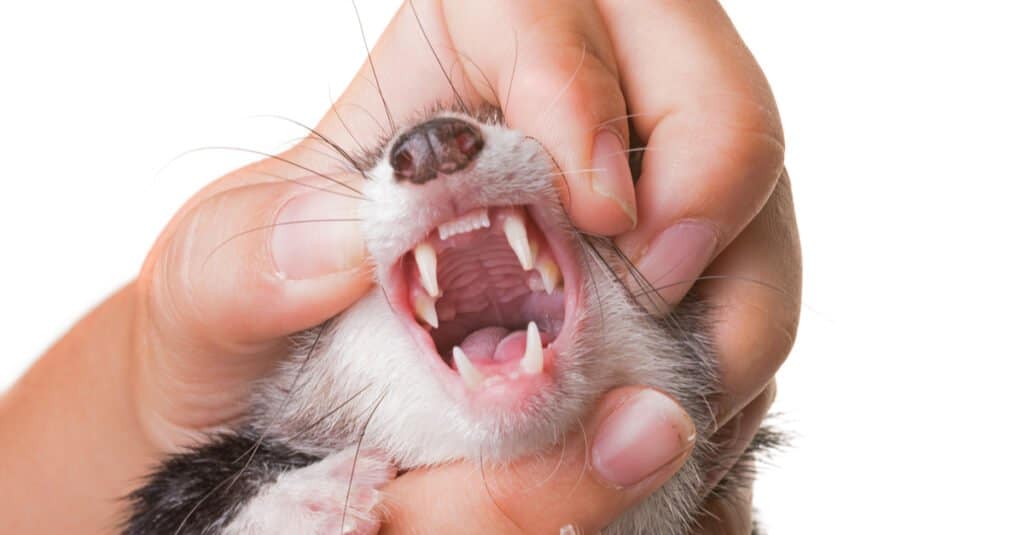 ferret animal teeth