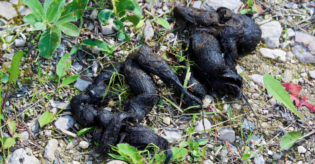 Coyote Scat: How to Tell if a Coyote Pooped in Your Yard - AZ Animals