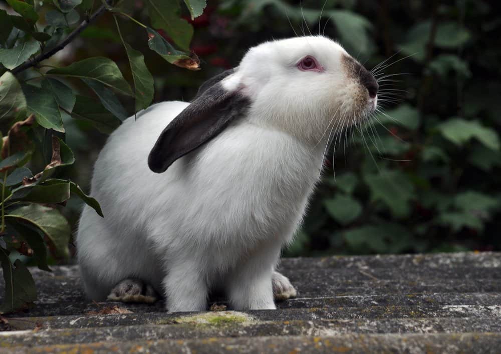 are rabbits nocturnal or diurnal