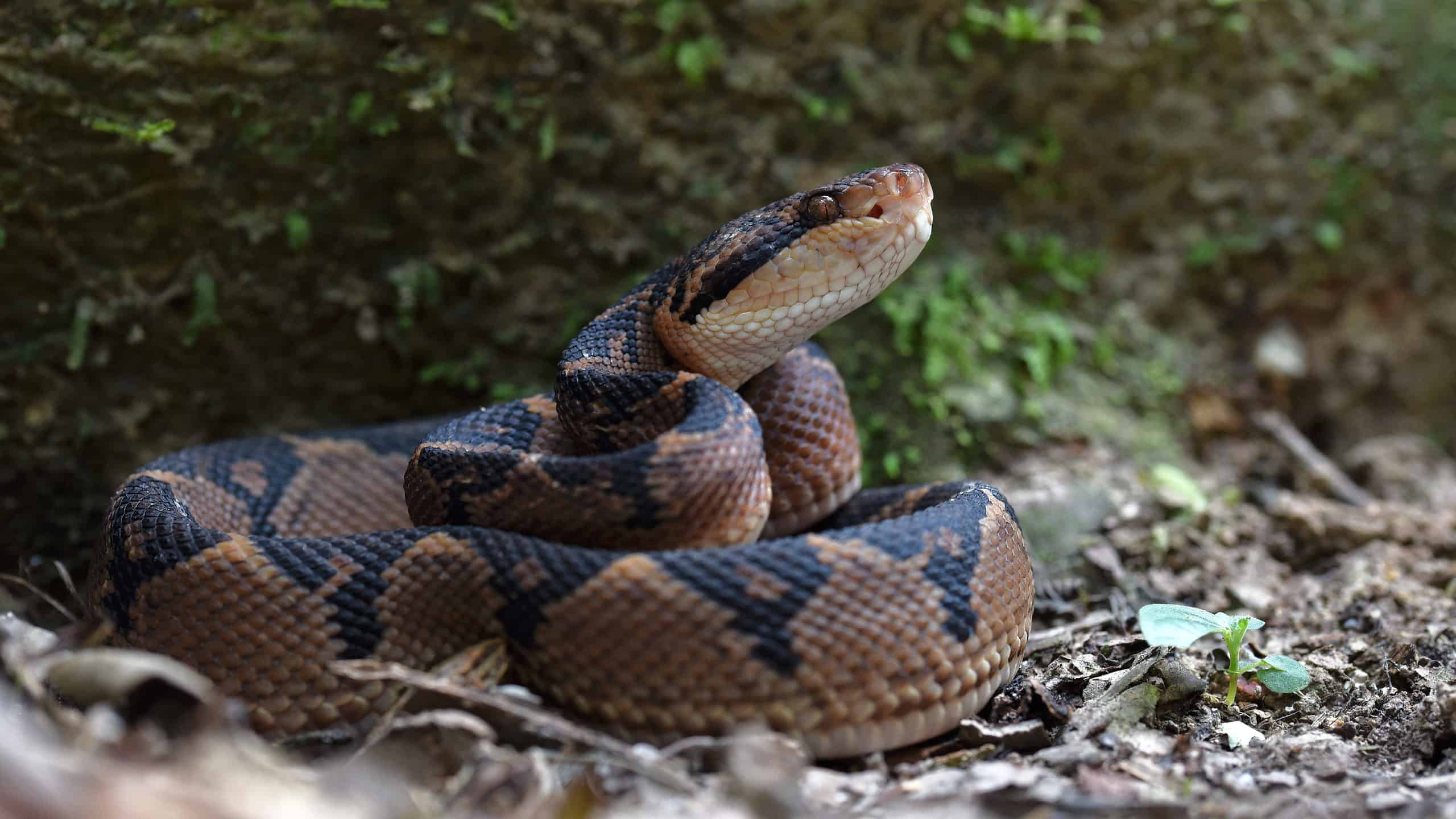 black headed bushmaster snake