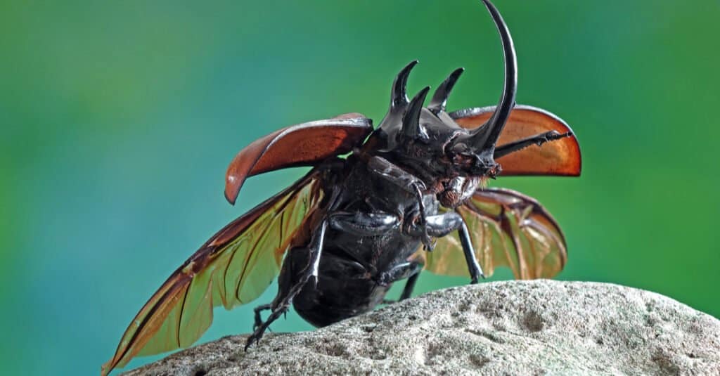 Cockroach vs. Beetle - Rhinoceros Beetle