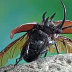 Rhinoceros beetles
