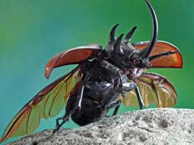 A Rhino Beetle