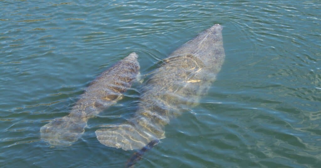 west indian baby manatee