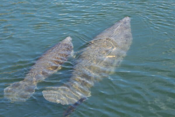 Two baby manatees are swimming alongside one another.