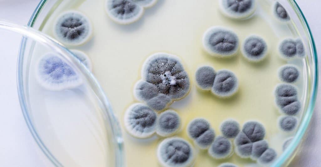 What Do Fungi Eat - Penicillium, ascomycetous fungi