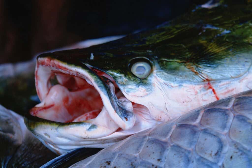 Arapaima Teeth - Arapaima