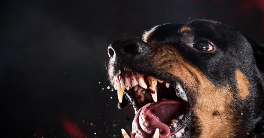 Rottweiler Teeth - Ferocious Rottweiler